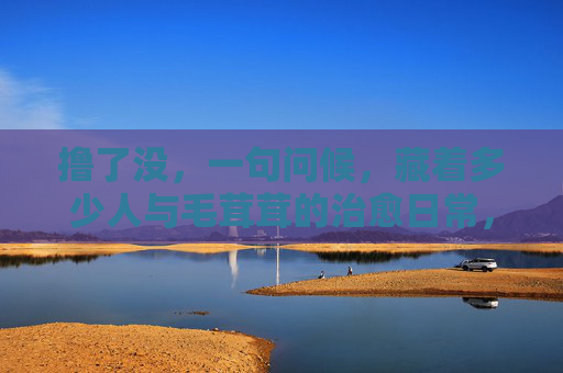 撸了没，一句问候，藏着多少人与毛茸茸的治愈日常，一句撸了没，藏着毛茸茸的治愈日常