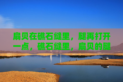 扇贝在礁石缝里，腿再打开一点，礁石缝里，扇贝的腿打开