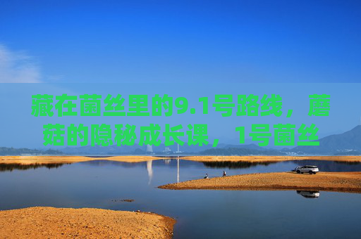 藏在菌丝里的9.1号路线,蘑菇的隐秘成长课,1号菌丝课,蘑菇的隐秘成长 藏在菌丝里的9.1号路线,蘑菇的隐秘成长课,1号菌丝课,蘑菇的隐秘成长