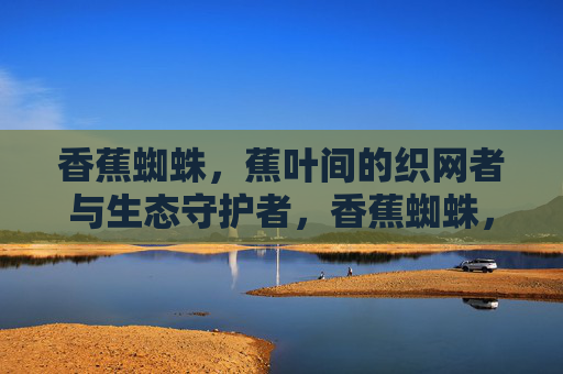 香蕉蜘蛛,蕉叶间的织网者与生态守护者,香蕉蜘蛛,蕉叶间的织网者与生态守护者 香蕉蜘蛛,蕉叶间的织网者与生态守护者,香蕉蜘蛛,蕉叶间的织网者与生态守护者