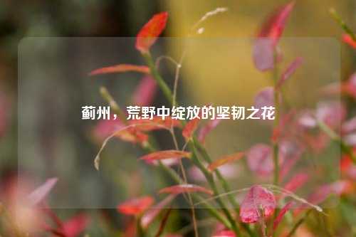 蓟州,荒野中绽放的坚韧之花