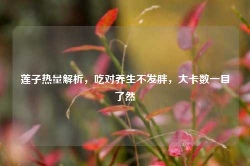 莲子热量解析，吃对养生不发胖，大卡数一目了然