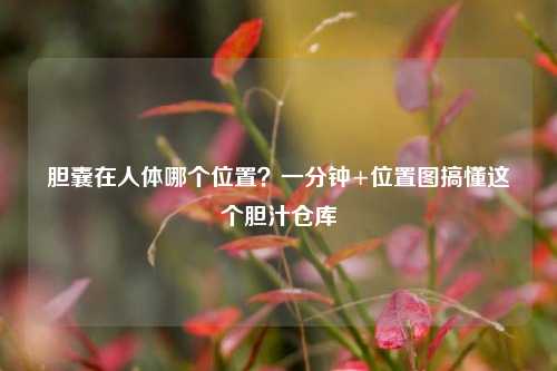 胆囊在人体哪个位置？一分钟+位置图搞懂这个胆汁仓库