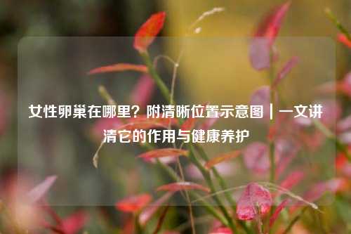 女性卵巢在哪里？附清晰位置示意图｜一文讲清它的作用与健康养护