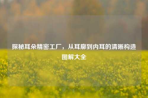 探秘耳朵精密工厂，从耳廓到内耳的清晰构造图解大全