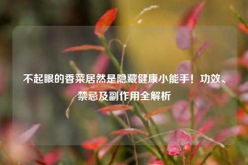 不起眼的香菜居然是隐藏健康小能手！功效、禁忌及副作用全解析