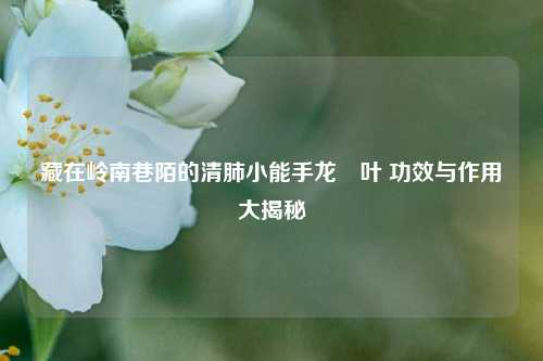 藏在岭南巷陌的清肺小能手龙脷叶 功效与作用大揭秘
