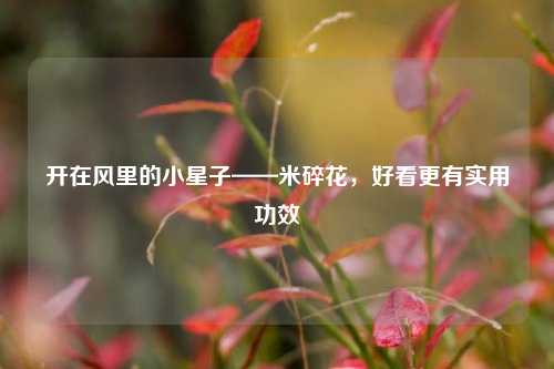 开在风里的小星子——米碎花，好看更有实用功效