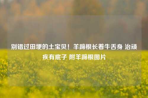 别错过田埂的土宝贝！羊蹄根长着牛舌身 治顽疾有底子 附羊蹄根图片