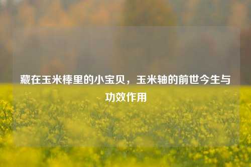 藏在玉米棒里的小宝贝,玉米轴的前世今生与功效作用