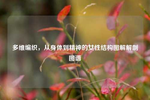 多维编织,从身体到精神的女性结构图解解剖图谱